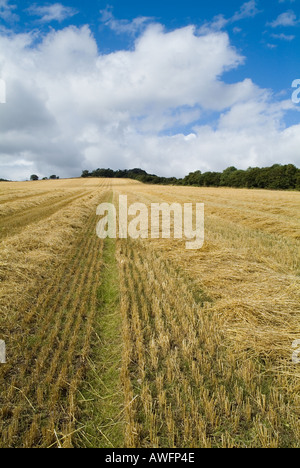 Dh tagliare orzo campo FARMLAND UK raccolte di asciugatura agricoltura scozzese Fife agricoltura stoppie Foto Stock