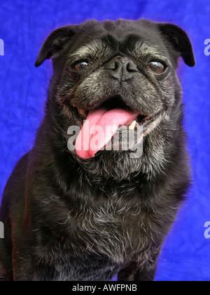 Pug con linguetta che si stravacca. Foto Stock