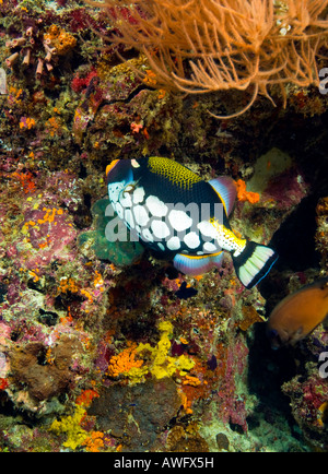 La forma distintiva del clown Triggerfish rende una cospicua di vista in Maaya Thila reef, atollo di Ari alle Maldive. Foto Stock