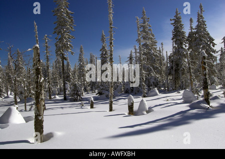 Un Canadese scena invernale Foto Stock