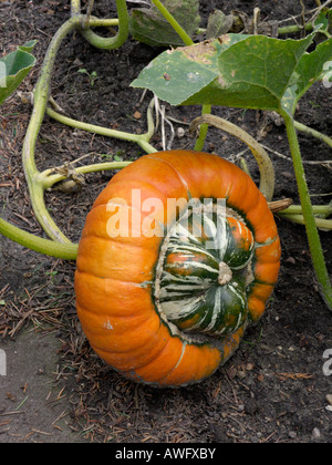 Zucca di turbante (Cucurbita maxima convar. Turbaniformis) Foto Stock