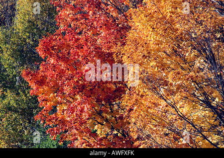 Di colore giallo brillante e rosse foglie di acero in autunno Foto Stock