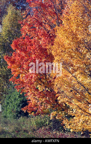 Di colore giallo brillante e rosse foglie di acero in autunno in Quebec Foto Stock