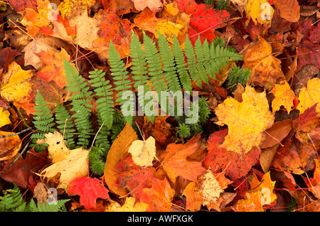 Un verde bracken frond contrasta con il rosso e il giallo di caduto foglie d'acero Foto Stock