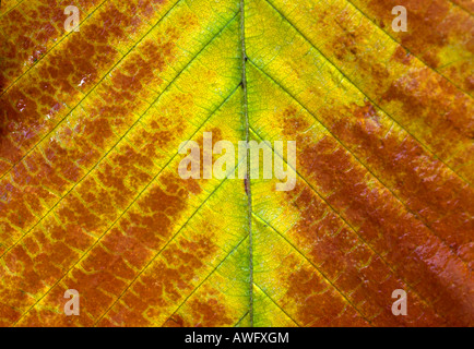 Una chiusura del centro di un autunno foglia di faggio Foto Stock
