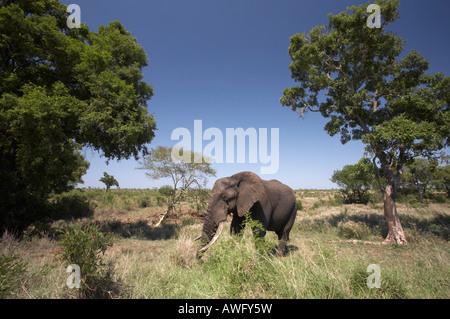 Bull dell' elefante africano (Loxodonta africana) la navigazione, il Kruger Park, Sud Africa Foto Stock