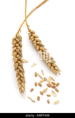 Due spighe di grano con grani separati e la pula Foto Stock