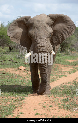 Grandi bull dell' elefante africano (Loxodonta africana) percorrendo a piedi la via, il Kruger Park, Sud Africa Foto Stock