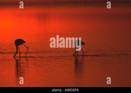 Una maggiore alimentazione di fenicotteri sul lago di soda con orange twilight colori riflessi sull'acqua Foto Stock