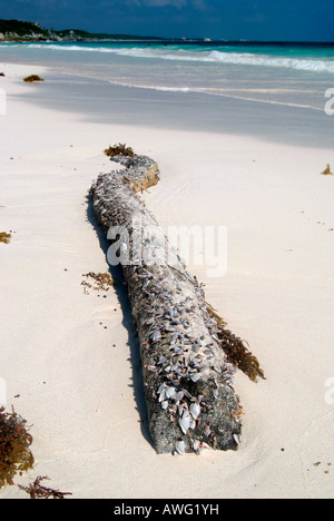 Spiaggia caraibica, Tulum, Yucatan, Messico Foto Stock