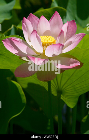 WATER LILIES - Giardino di Pamplemousses - Isola Maurizio Foto Stock