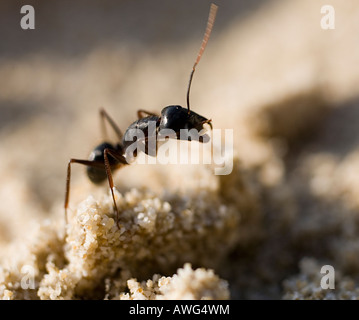 Close-up di una formica Foto Stock