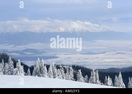 Coperta di neve Norvegia abete rosso Velka Fatra Parco nazionale della Slovacchia con gli Alti Tatra dietro Foto Stock