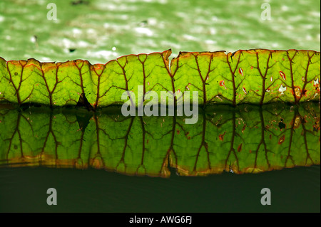 WATER LILIES - Giardino di Pamplemousses - Isola Maurizio Foto Stock