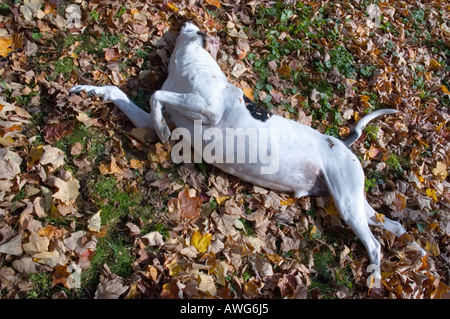 Old hound dog godendo di una buona rotolo nelle foglie in una giornata autunnale Foto Stock