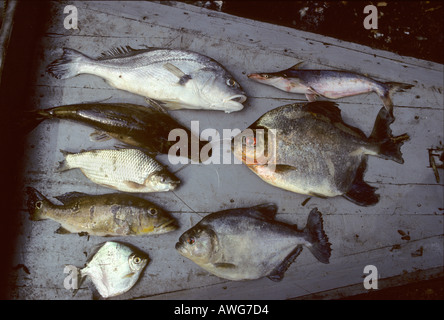 Molte specie di pesci tra cui piranha catturati da gill net fiume Mazaruni Guyana Foto Stock