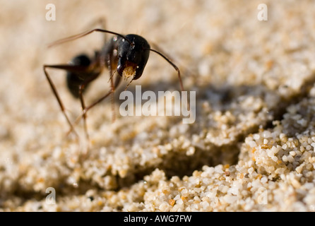 Close-up di una formica Foto Stock