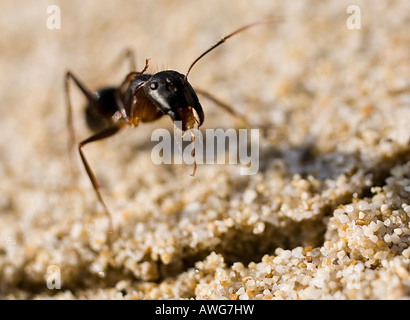 Close-up di una formica Foto Stock