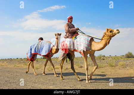 Bedu tribesmen sgombrare il camel conduce una seconda in Oman Foto Stock