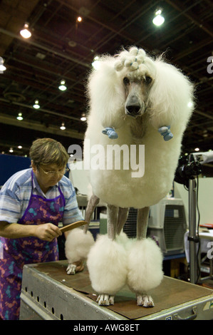 Barboncino Standard essendo curato a Detroit Kennel Club Dog Show di Detroit Michigan STATI UNITI D'AMERICA. Foto Stock