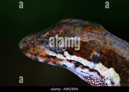 Una lucertola a Volcan Baru national park in Chiriqui provincia, Repubblica di Panama. Foto Stock