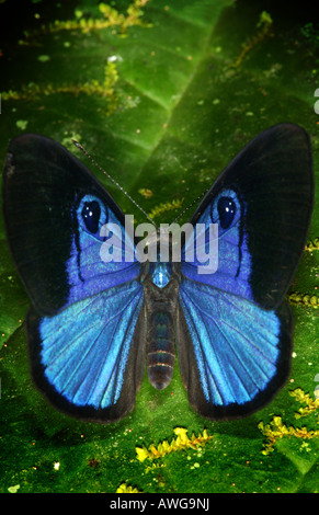 Blue Butterfly nella foresta pluviale vicino a Cana, nel Parco Nazionale del Darién, provincia di Darien, Repubblica di Panama. Foto Stock