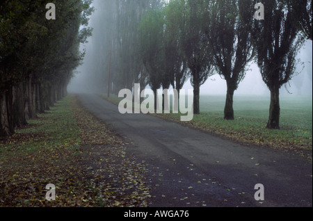 Un vicolo di pioppo nella nebbia Foto Stock