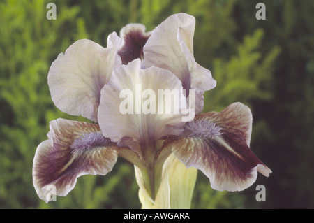 Iris "Quark' Nana Standard barbuto Iris. Close up marrone Viola blu e crema di fiore. Foto Stock
