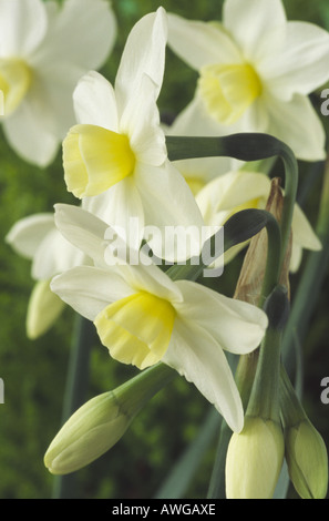 Narcissus 'Silver Carillon" Divisione Tazetta 8. Close up di crema bianca e fiori di colore giallo. Foto Stock