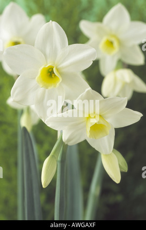 Narcissus 'Silver Carillon" Divisione Tazetta 8. Close up di crema bianca e fiori di colore giallo. Foto Stock