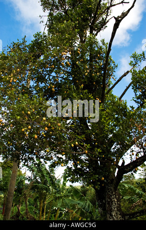 Un alto albero di mango recanti un sacco di frutta gialla in corrispondenza del bordo della foresta, Grenada Foto Stock