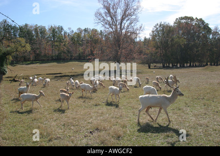 Alabama DeKalb County, Valley Head, Sequoyah Caverns, White Fallow cervi mandria, visitatori viaggio di viaggio turistico turismo punto di riferimento cultura cu Foto Stock