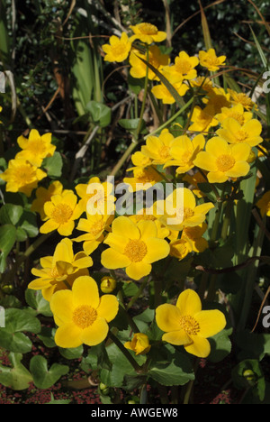 Il giallo dei fiori di Kingcup o Marsh Calendula (Caltha palustris), UK. Foto Stock