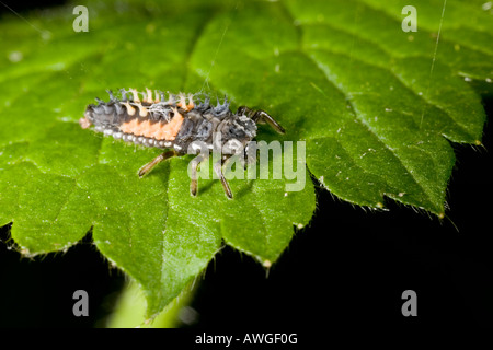 Harlequin Ladybird Larva sulla lamina catturati in spider s web Foto Stock