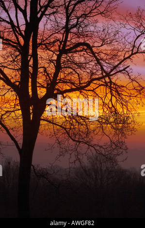 Sunrise il giorno di nuovi anni 2005 bordo Kinver National Trust Park West Midlands England Foto Stock