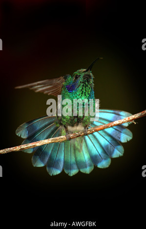 Verde viola-orecchio hummingbird, Colibri thalassinus, in Cerro Punta, Chiriqui provincia, Repubblica di Panama. Foto Stock