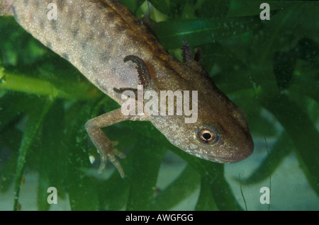 Tritone crestato italiano Alpine, tritone crestato, Triturus carnifex, larva Foto Stock