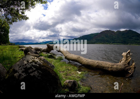 Albero caduto sulla riva della baia della chiesa del lago Bassenthwaite, guardando verso le campane sul lato occidentale del lago. REGNO UNITO Foto Stock