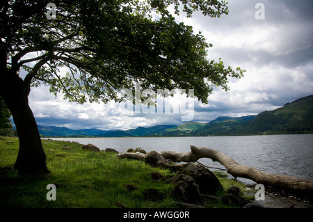 Albero caduto sulla riva della baia della chiesa del lago Bassenthwaite, guardando verso le campane sul lato occidentale del lago. REGNO UNITO Foto Stock