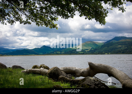 Albero caduto sulla riva della baia della chiesa del lago Bassenthwaite, guardando verso le campane sul lato occidentale del lago. REGNO UNITO Foto Stock