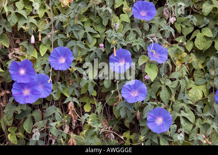 Comune di Morning Glory Ipomoea purpurea Azzorre Foto Stock