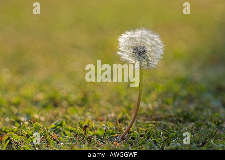 Comune di tarassaco Taraxacum officinale Foto Stock