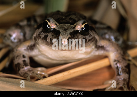 Rana dipinto Discoglossus pictus Marocco Foto Stock