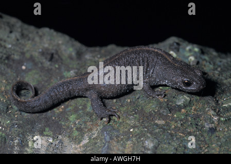 Tritone crestato italiano Alpine, tritone crestato, Triturus carnifex, eterozygothic albinotic Foto Stock