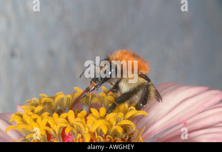 Common Carder Bumble Bee, Bombus pascuorum. Raccogliere il nettare sul fiore. Primo piano esteso della lingua Foto Stock