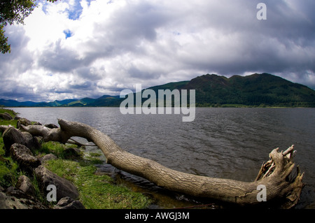Albero caduto sulla riva della baia della chiesa del lago Bassenthwaite, guardando verso le campane sul lato occidentale del lago. REGNO UNITO Foto Stock