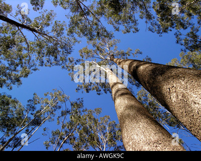 Foresta di eucalipti Foto Stock