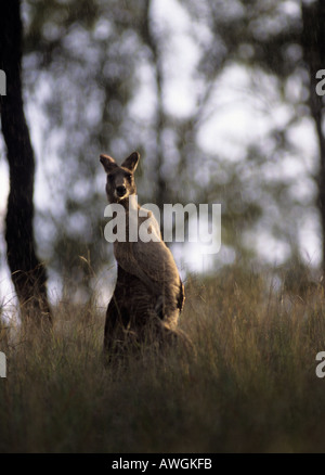 Canguro grigio orientale (Macropus giganteus). Carnarvon National Park, Queensland, Australia Foto Stock