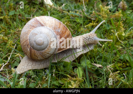 Grande lumaca romano. nome latino: Helix pomatia Foto Stock