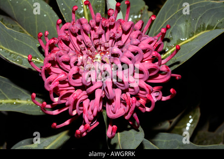 Corroboree Waratah- Telopea Foto Stock